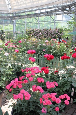 IMG_4345-thumbnail2.jpg